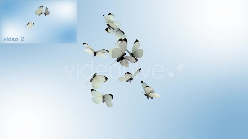 Realistic White Butterflies Videohive 8899472 Motion Graphics Image 8