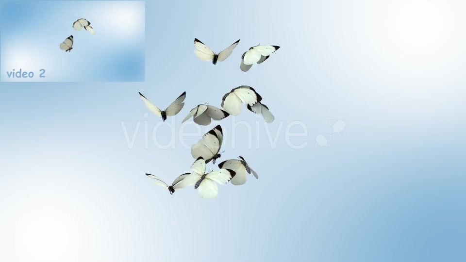 Realistic White Butterflies Videohive 8899472 Motion Graphics Image 9