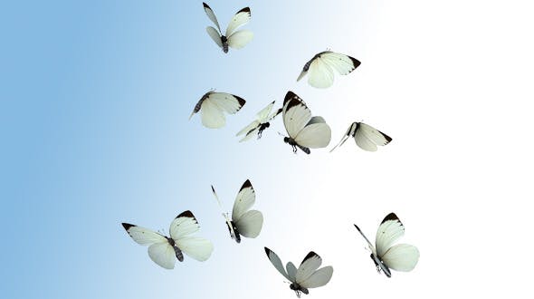 Realistic White Butterflies - Download Videohive 8899472
