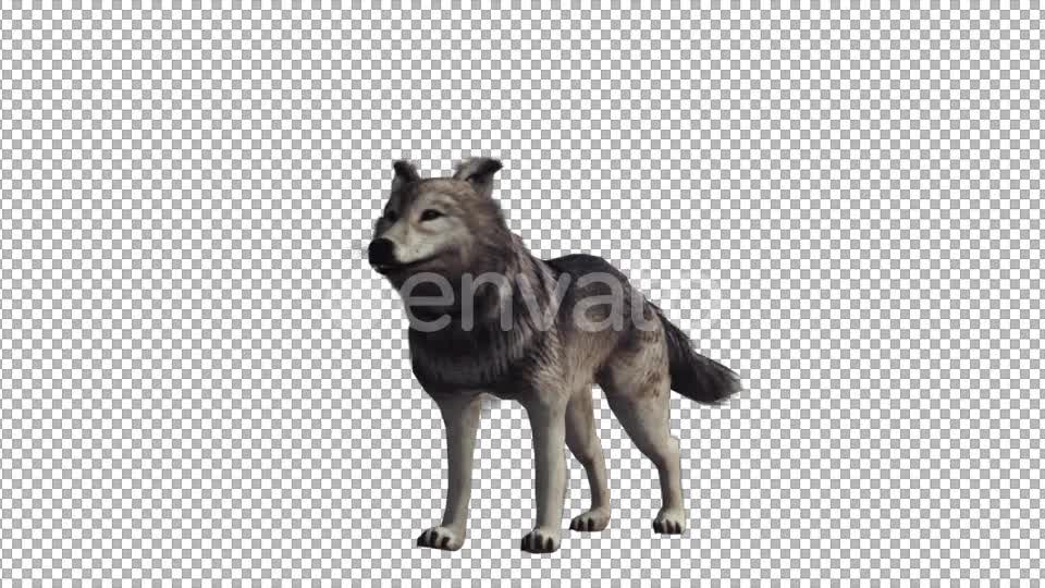 Realistic Wolf Howl Videohive 22007971 Motion Graphics Image 1