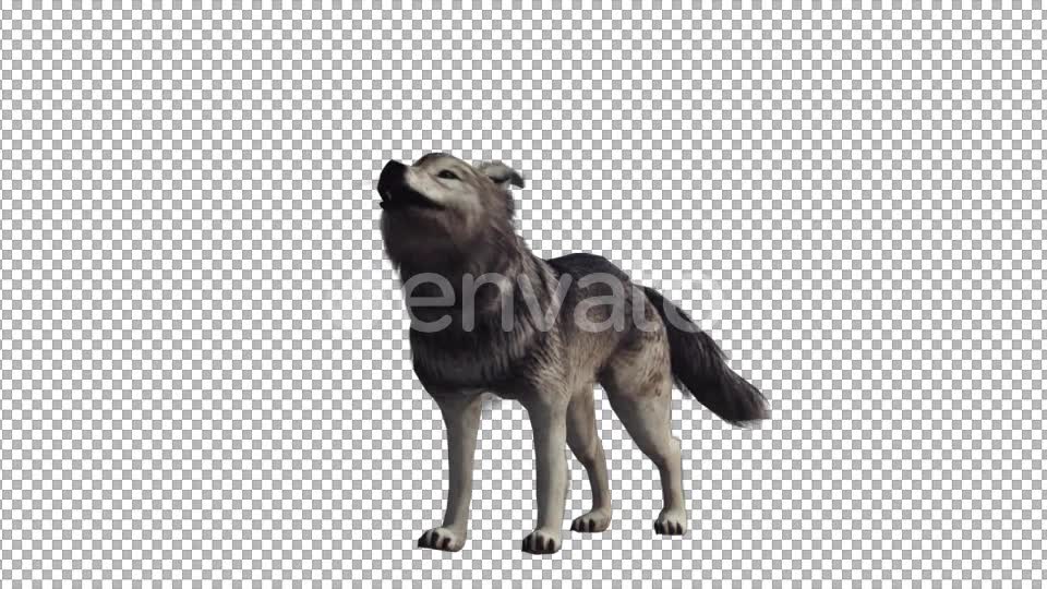 Realistic Wolf Howl Videohive 22007971 Motion Graphics Image 2