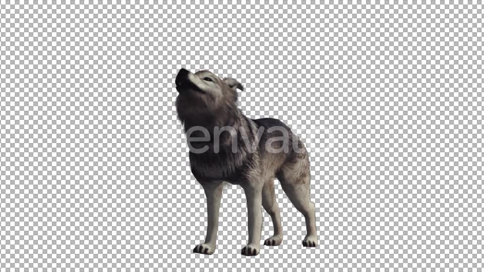 Realistic Wolf Howl Videohive 22007971 Motion Graphics Image 3