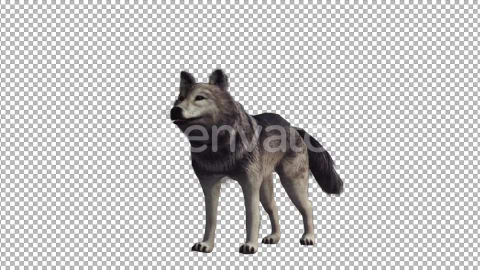 Realistic Wolf Howl Videohive 22007971 Motion Graphics Image 4