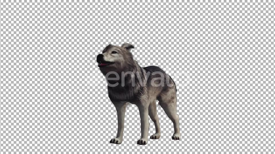 Realistic Wolf Howl Videohive 22007971 Motion Graphics Image 5
