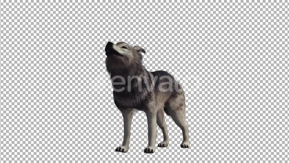 Realistic Wolf Howl Videohive 22007971 Motion Graphics Image 6