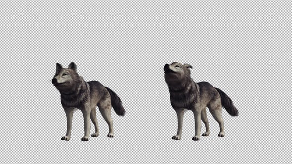 Realistic Wolf Howl - Videohive 22007971 Download