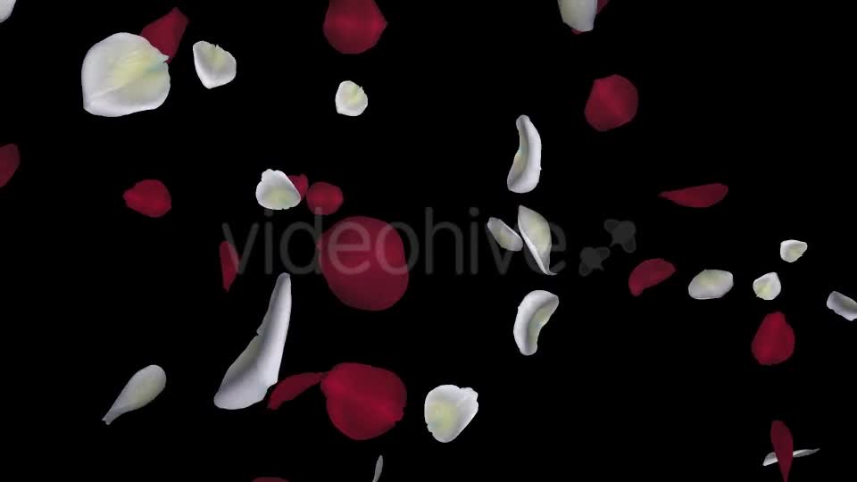 Red and White Rose Petals Falling Loop Videohive 20624990 Motion Graphics Image 1