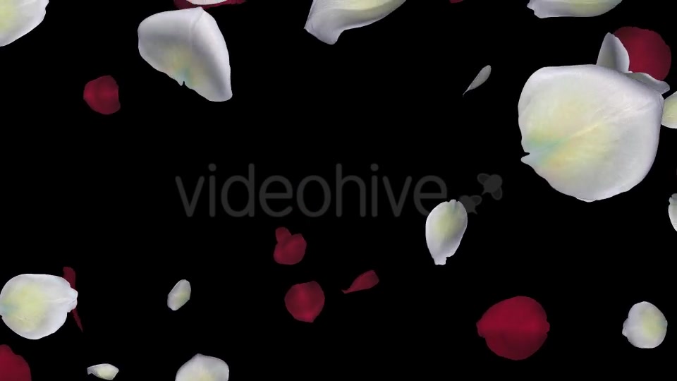 Red and White Rose Petals Falling Loop Videohive 20624990 Motion Graphics Image 10