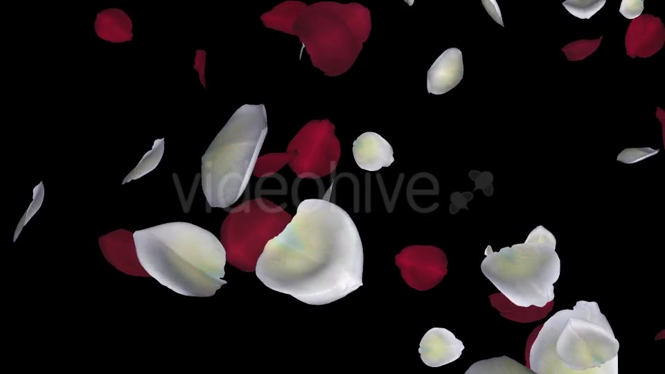 Red and White Rose Petals Falling Loop Videohive 20624990 Motion Graphics Image 11