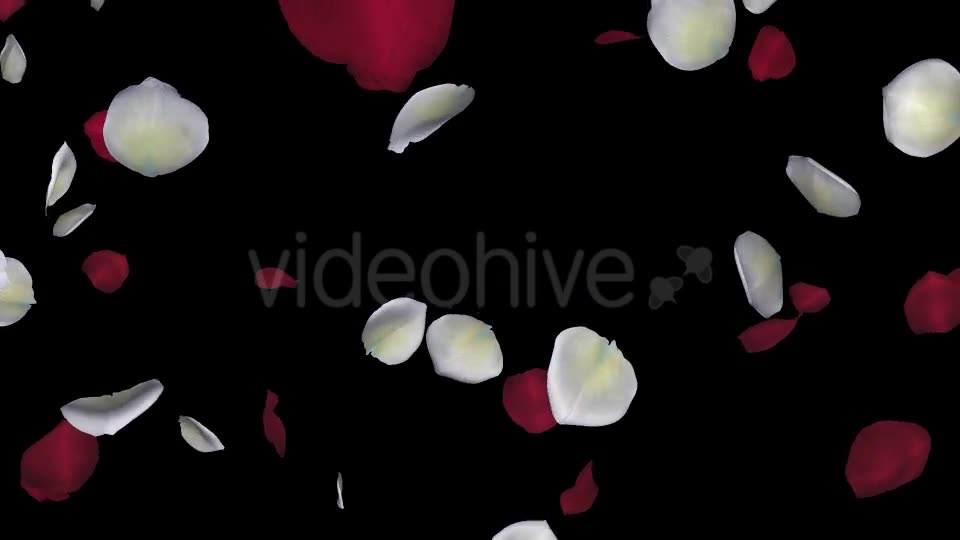 Red and White Rose Petals Falling Loop Videohive 20624990 Motion Graphics Image 2