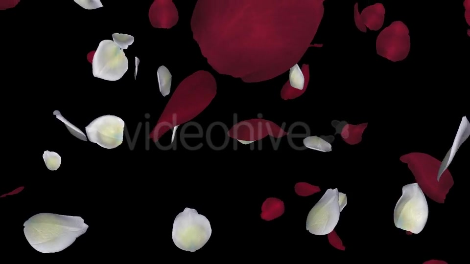 Red and White Rose Petals Falling Loop Videohive 20624990 Motion Graphics Image 3