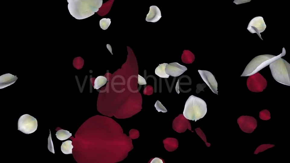 Red and White Rose Petals Falling Loop Videohive 20624990 Motion Graphics Image 4