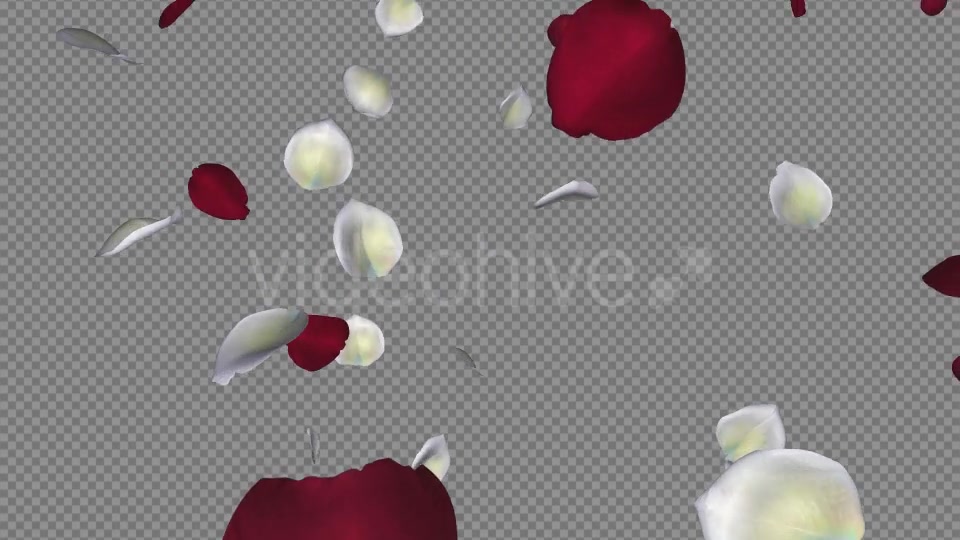 Red and White Rose Petals Falling Loop Videohive 20624990 Motion Graphics Image 5