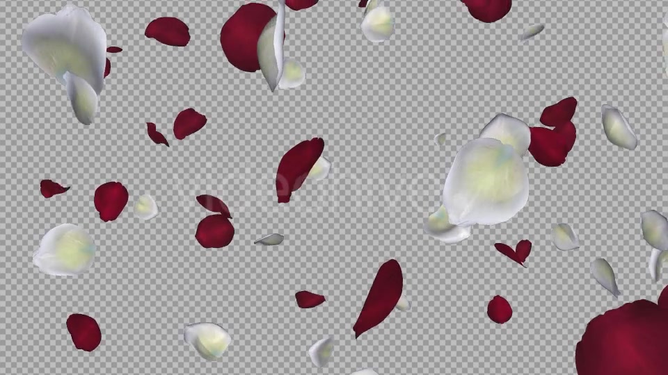 Red and White Rose Petals Falling Loop Videohive 20624990 Motion Graphics Image 6