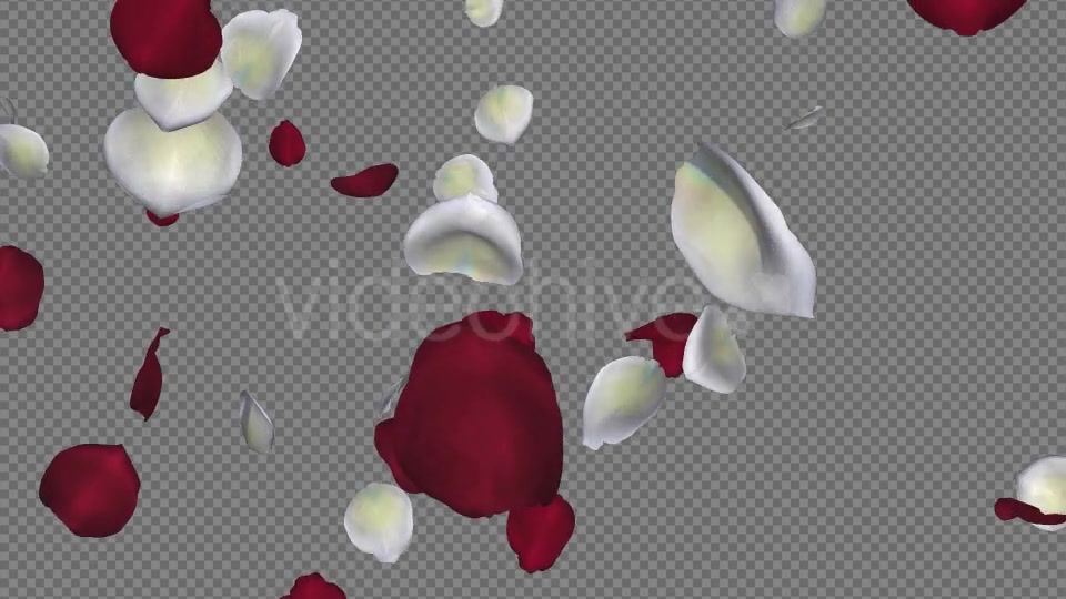 Red and White Rose Petals Falling Loop Videohive 20624990 Motion Graphics Image 8