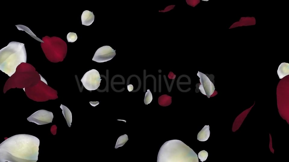 Red and White Rose Petals Falling Loop Videohive 20624990 Motion Graphics Image 9