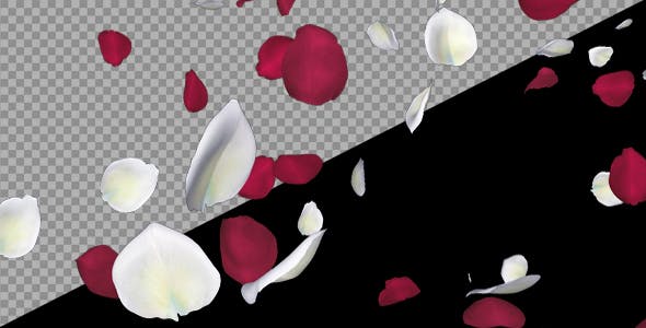 Red and White Rose Petals Falling Loop - 20624990 Download Videohive