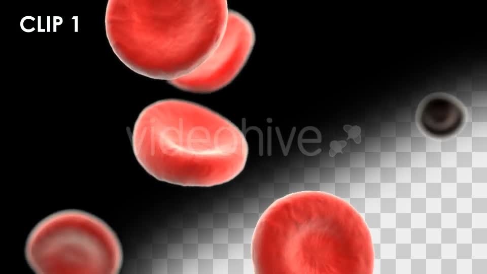 Red Blood Cells Detailed Pack Videohive 13026143 Motion Graphics Image 1