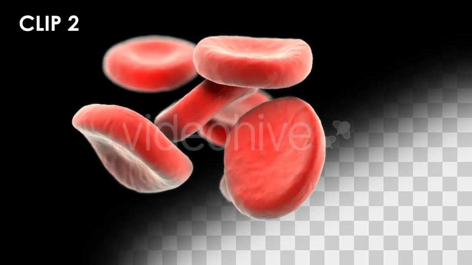 Red Blood Cells Detailed Pack Videohive 13026143 Motion Graphics Image 5