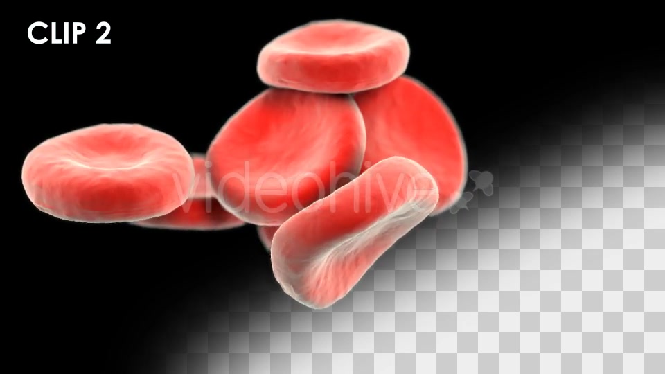 Red Blood Cells Detailed Pack Videohive 13026143 Motion Graphics Image 6