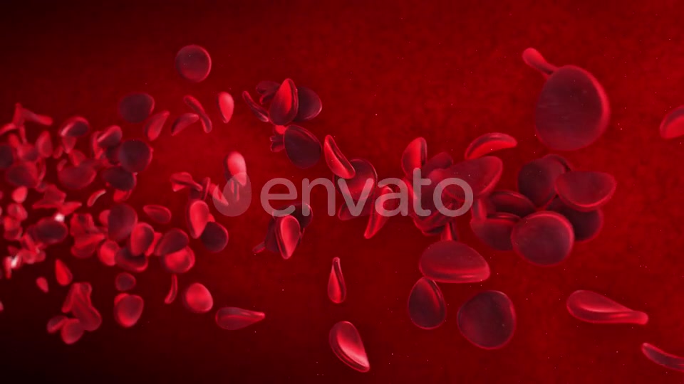 Red Blood Cells Videohive 23089141 Motion Graphics Image 8