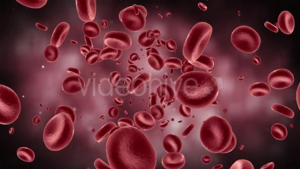 Red Blood Cells In Artery Videohive 11349135 Motion Graphics Image 2