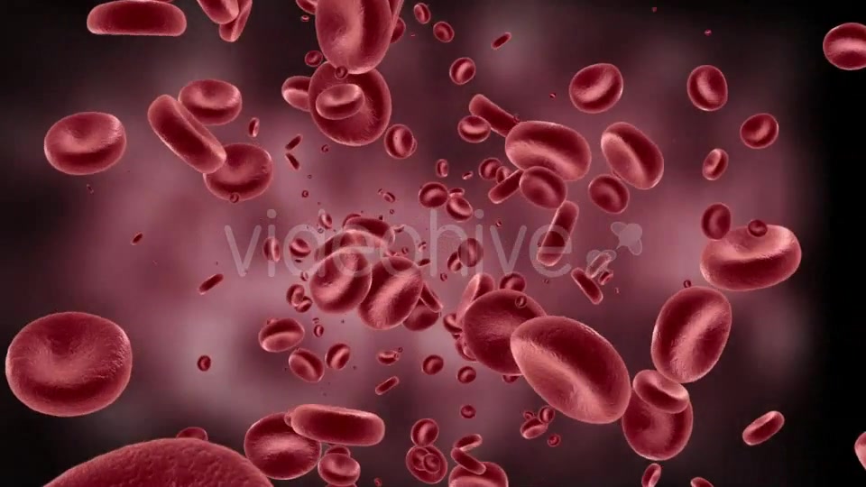 Red Blood Cells In Artery Videohive 11349135 Motion Graphics Image 6