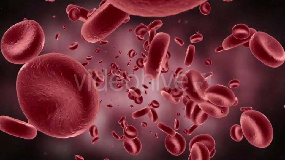 Red Blood Cells In Artery Videohive 11349135 Motion Graphics Image 9