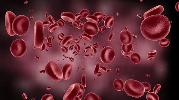 Red Blood Cells In Artery - 11349135 Download Videohive