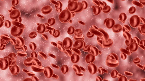 Red Blood Cells In Artery - 9823045 Download Videohive