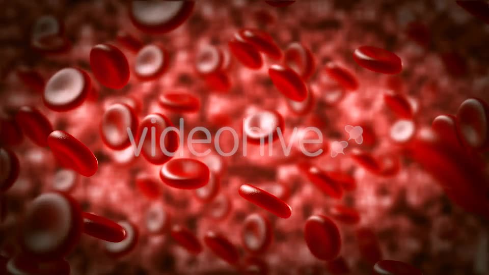 Red Blood Cells Moving In The Blood Stream Videohive 15321774 Motion Graphics Image 2