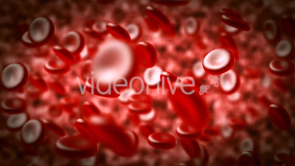 Red Blood Cells Moving In The Blood Stream Videohive 15321774 Motion Graphics Image 4