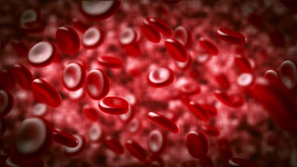Red Blood Cells Moving In The Blood Stream - Videohive 15321774 Download