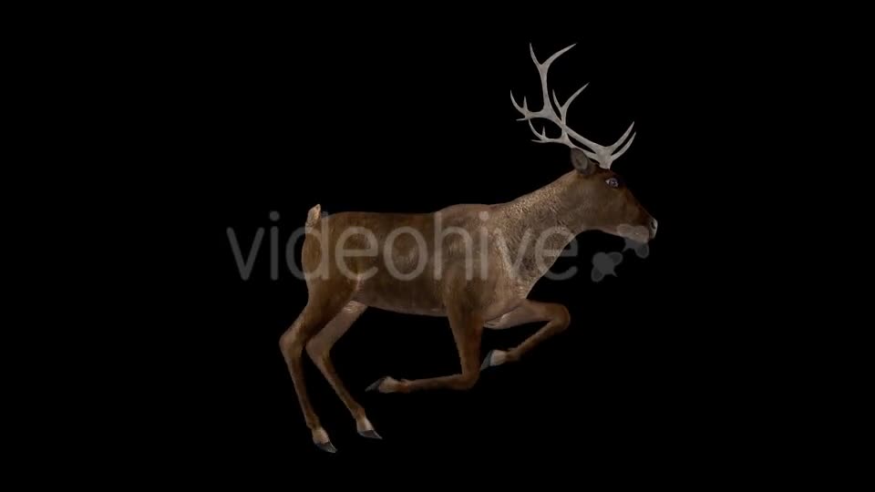 Red Deer Jump Run Cycle Right Side View Videohive 18520127 Motion Graphics Image 1