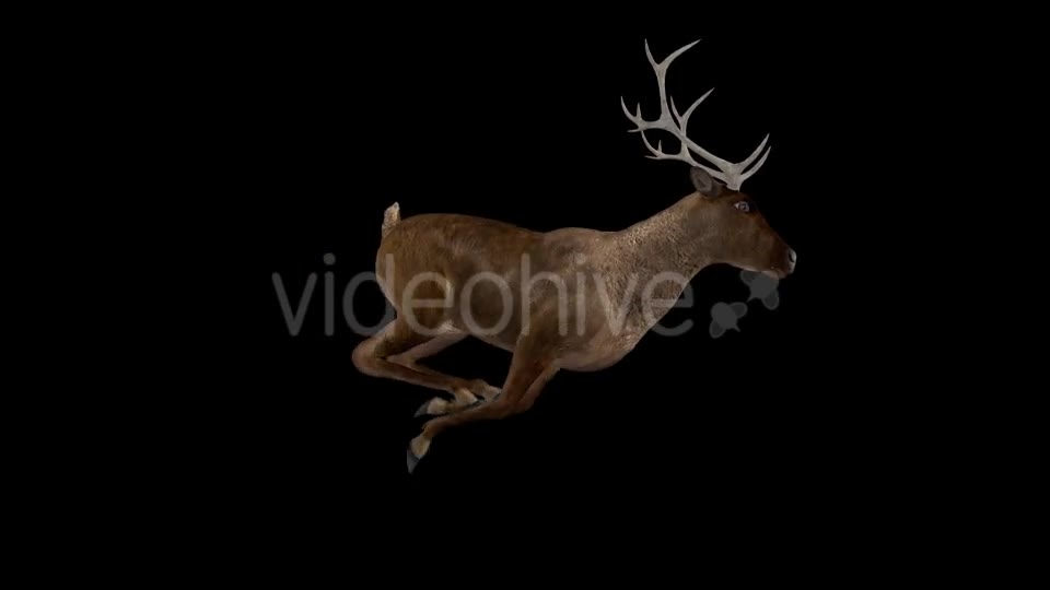 Red Deer Jump Run Cycle Right Side View Videohive 18520127 Motion Graphics Image 10