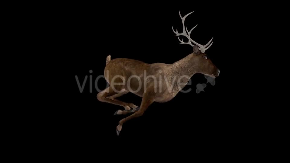 Red Deer Jump Run Cycle Right Side View Videohive 18520127 Motion Graphics Image 11