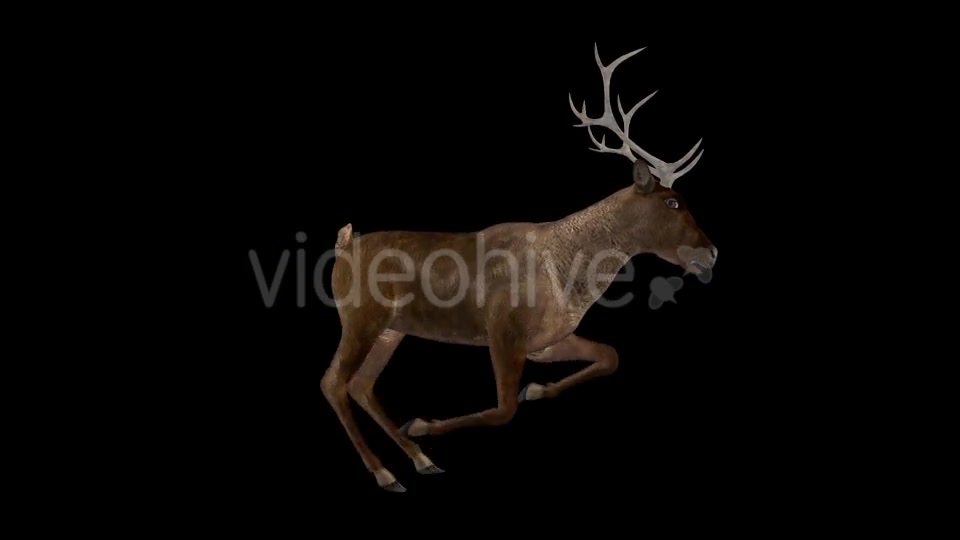 Red Deer Jump Run Cycle Right Side View Videohive 18520127 Motion Graphics Image 2