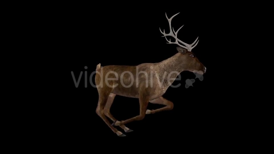 Red Deer Jump Run Cycle Right Side View Videohive 18520127 Motion Graphics Image 3