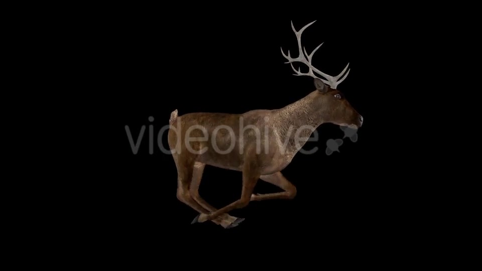 Red Deer Jump Run Cycle Right Side View Videohive 18520127 Motion Graphics Image 4
