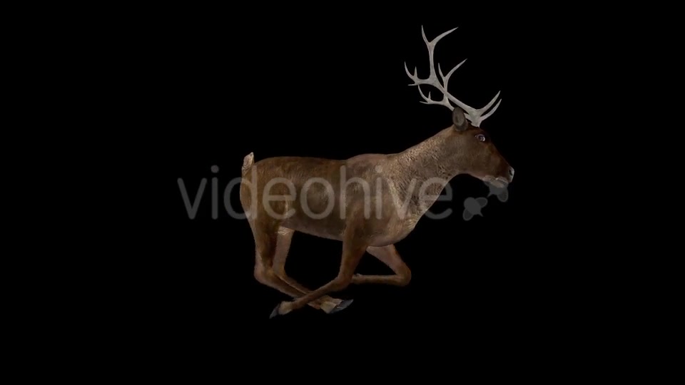 Red Deer Jump Run Cycle Right Side View Videohive 18520127 Motion Graphics Image 5