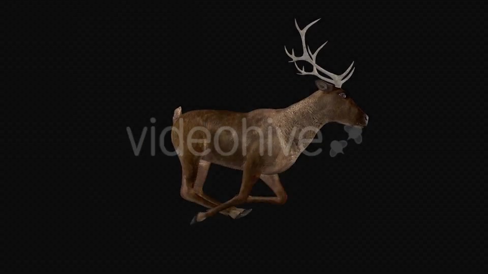 Red Deer Jump Run Cycle Right Side View Videohive 18520127 Motion Graphics Image 6