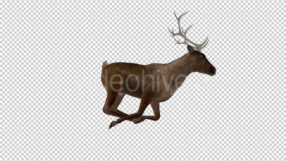 Red Deer Jump Run Cycle Right Side View Videohive 18520127 Motion Graphics Image 7