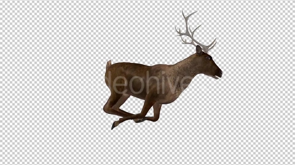 Red Deer Jump Run Cycle Right Side View Videohive 18520127 Motion Graphics Image 8