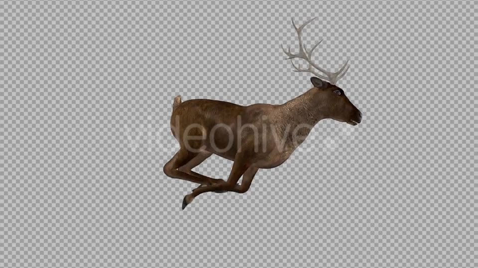Red Deer Jump Run Cycle Right Side View Videohive 18520127 Motion Graphics Image 9
