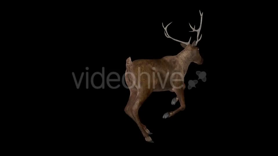 Red Deer Jump Run Loop Back Angle View Videohive 18520145 Motion Graphics Image 1