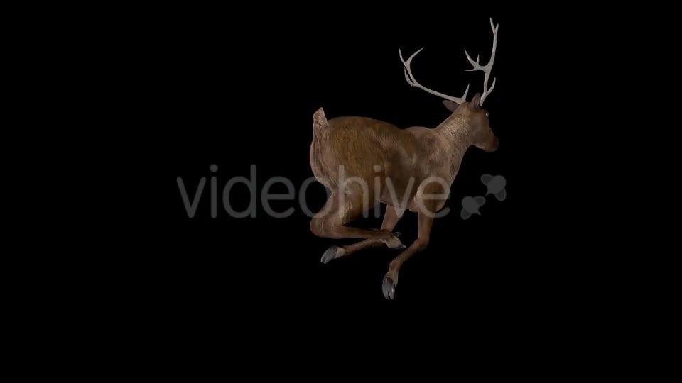 Red Deer Jump Run Loop Back Angle View Videohive 18520145 Motion Graphics Image 10