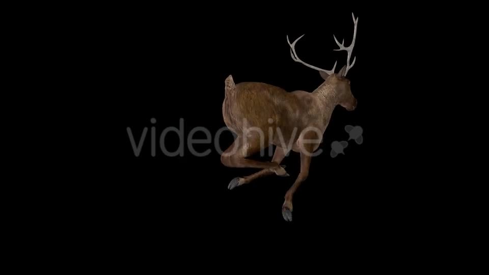 Red Deer Jump Run Loop Back Angle View Videohive 18520145 Motion Graphics Image 11