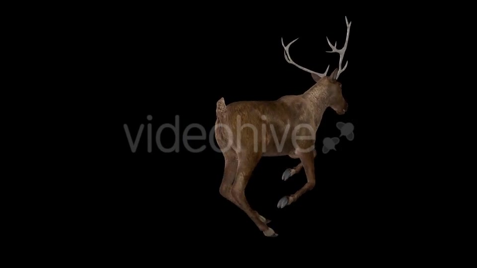 Red Deer Jump Run Loop Back Angle View Videohive 18520145 Motion Graphics Image 2