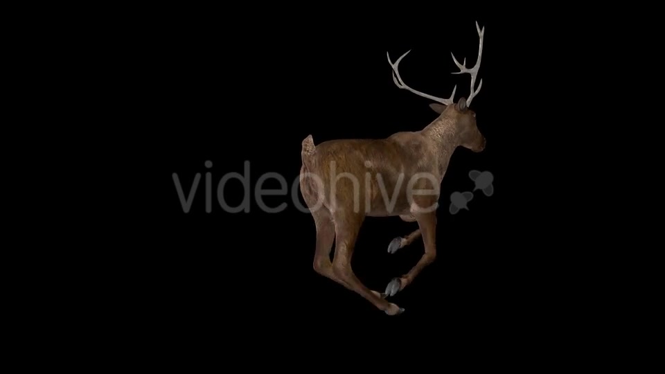 Red Deer Jump Run Loop Back Angle View Videohive 18520145 Motion Graphics Image 3