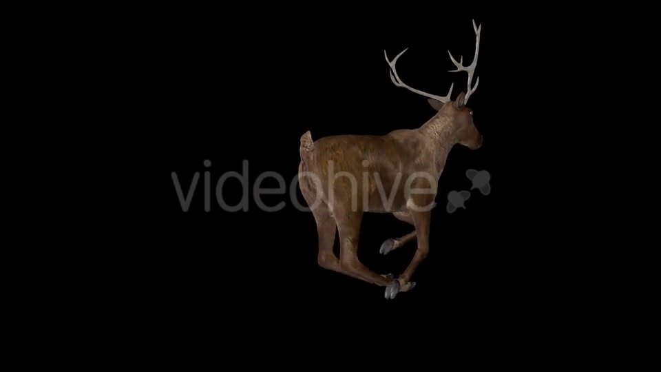 Red Deer Jump Run Loop Back Angle View Videohive 18520145 Motion Graphics Image 4